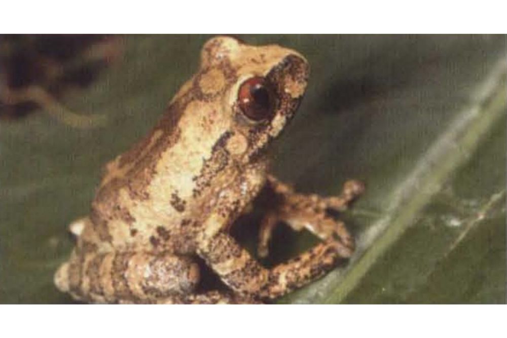 Albertine Rift Tree Frog