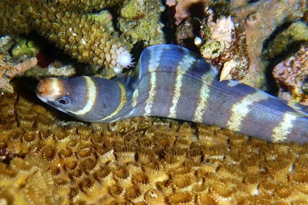 Barred Moray