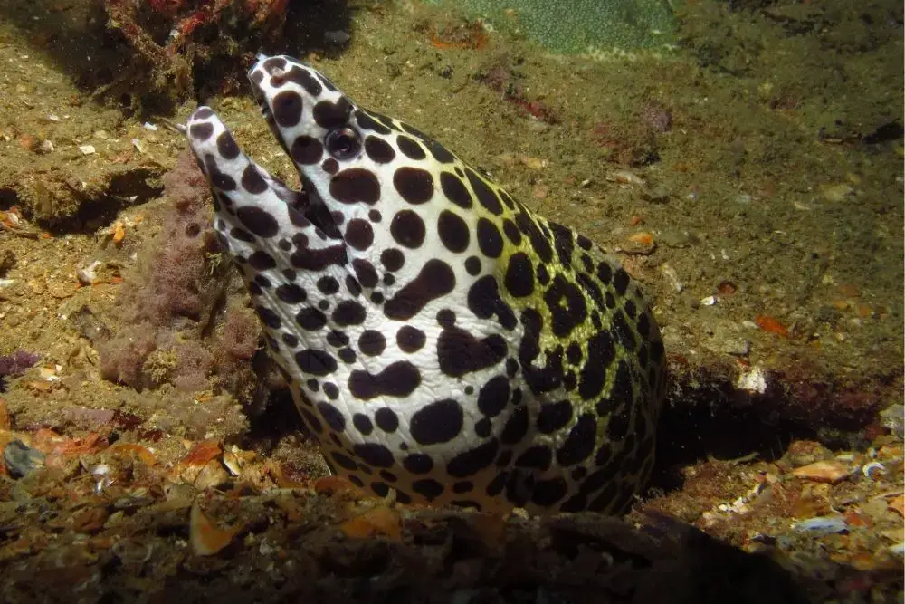 Blackspotted Moray