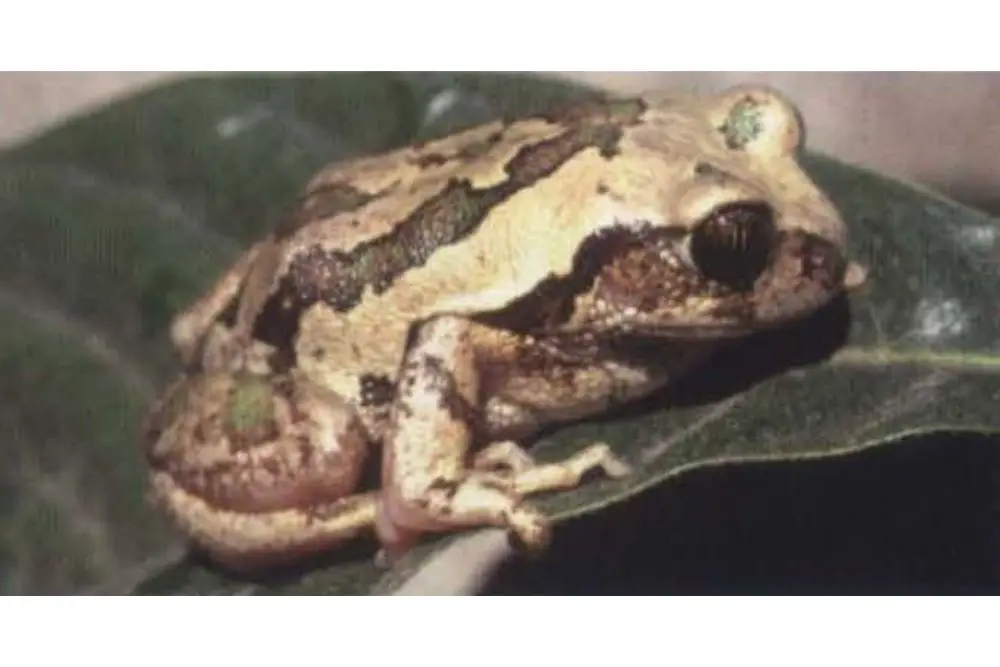 Bocage's Tree Frog