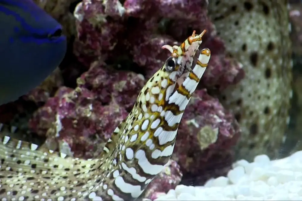 Dragon Moray