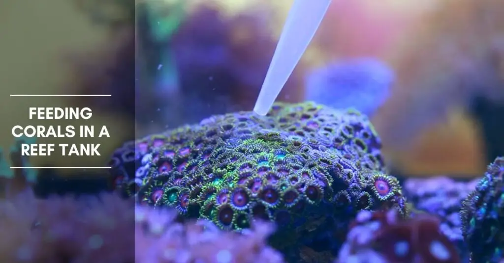 Feeding Soft Corals in a Reef Tank The Aquarium Adviser