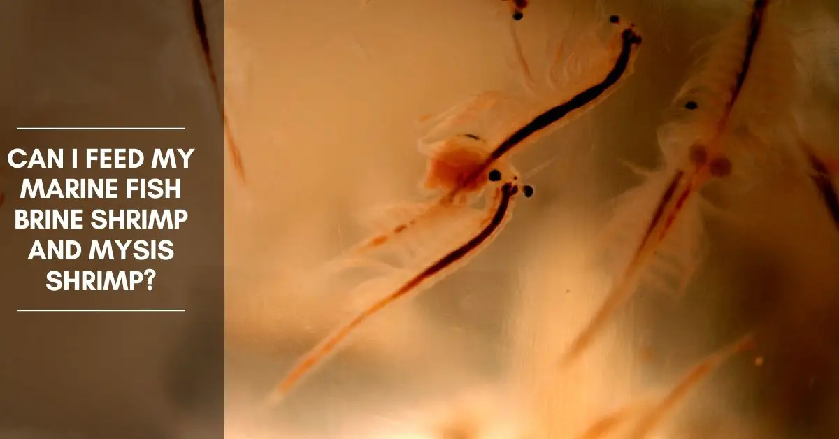 Feeding Marine Fish with Brine Shrimp and Mysis Shrimp