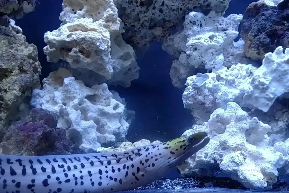 Fimbriated Moray