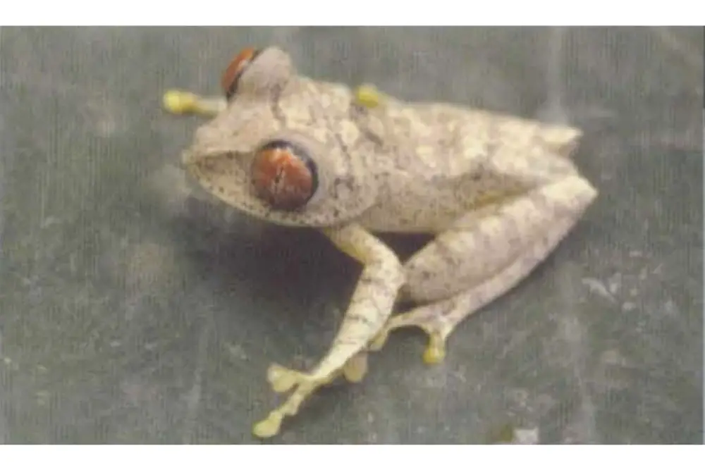 Parker's Tree Frog