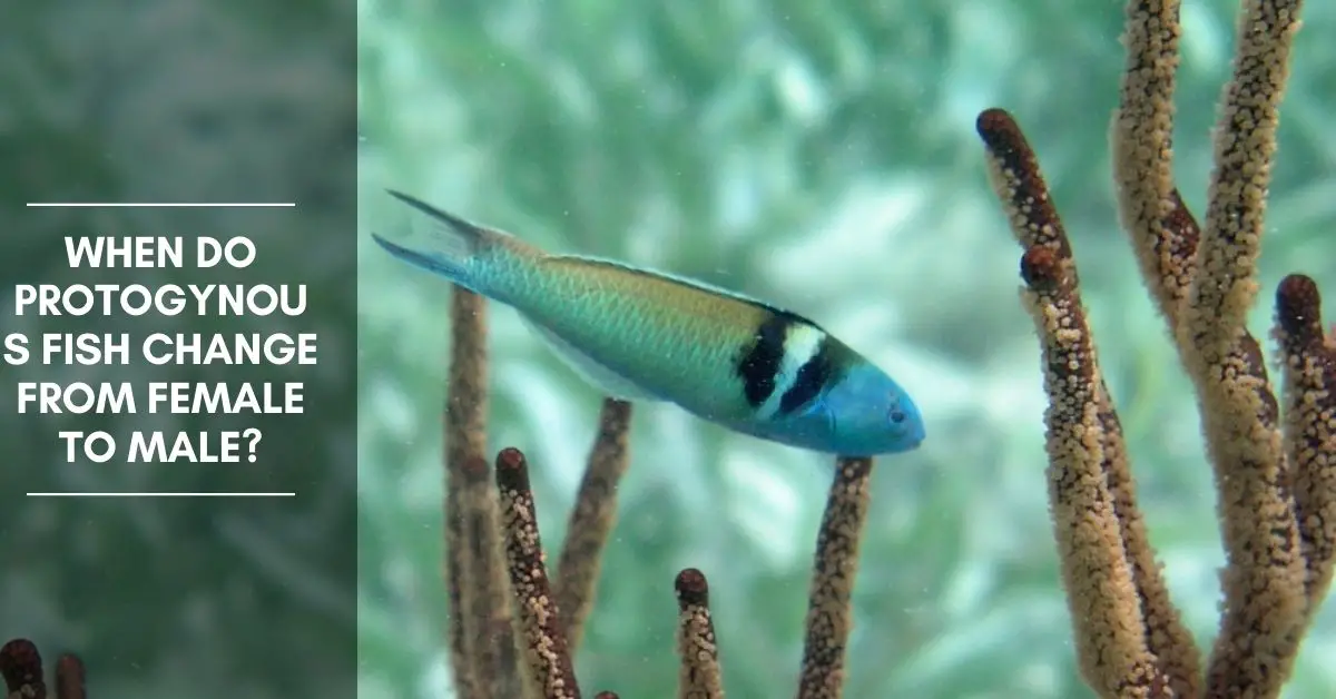 Protogynous Fish - Bluehead Wrasse