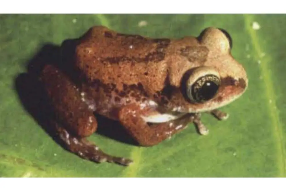 Silvery Tree Frog