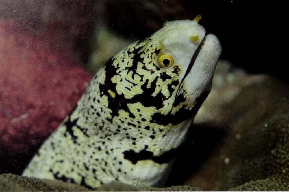 Snowflake Moray