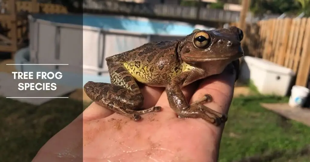 Mixing Tree Frogs Can Different Species of Tree Frogs Live Together?