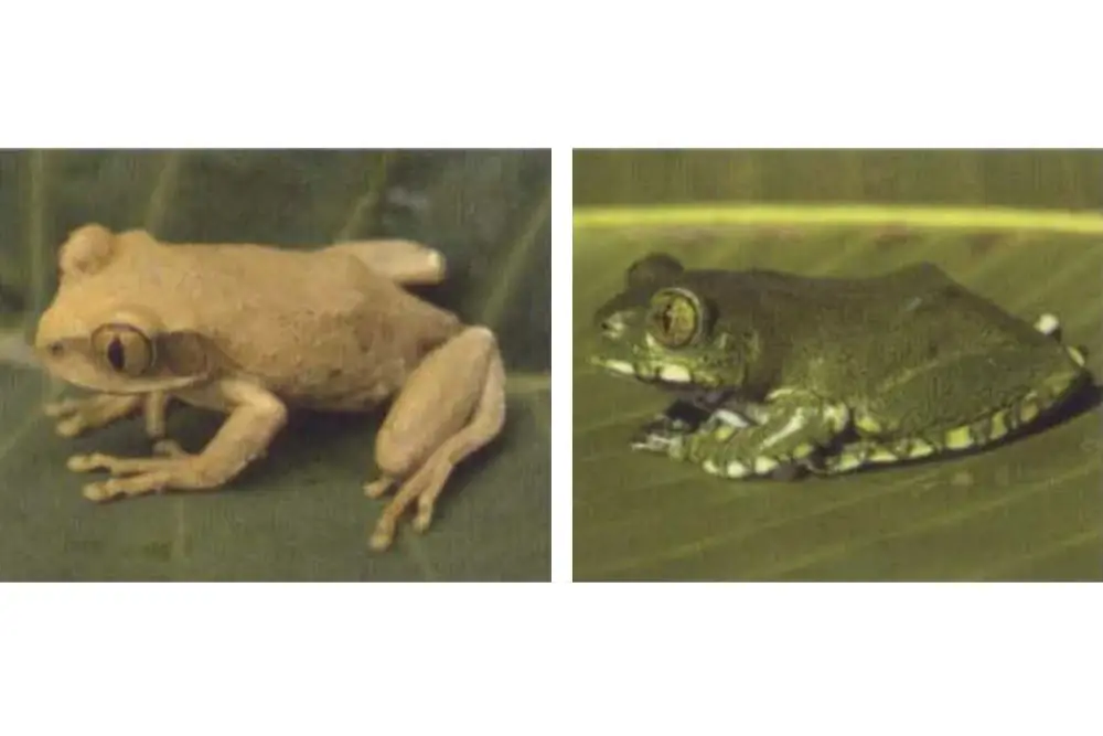 Male and female Vermiculated Tree Frog