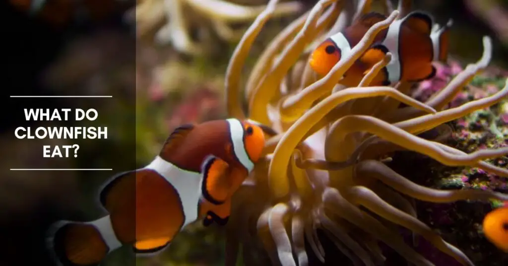 What Do Clownfish Eat, and How Often Do They Need to Eat?