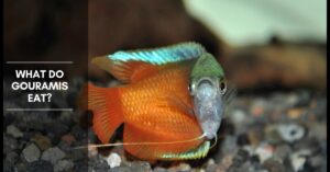 What Do Gouramis Eat, and How Often Should I Feed Them?