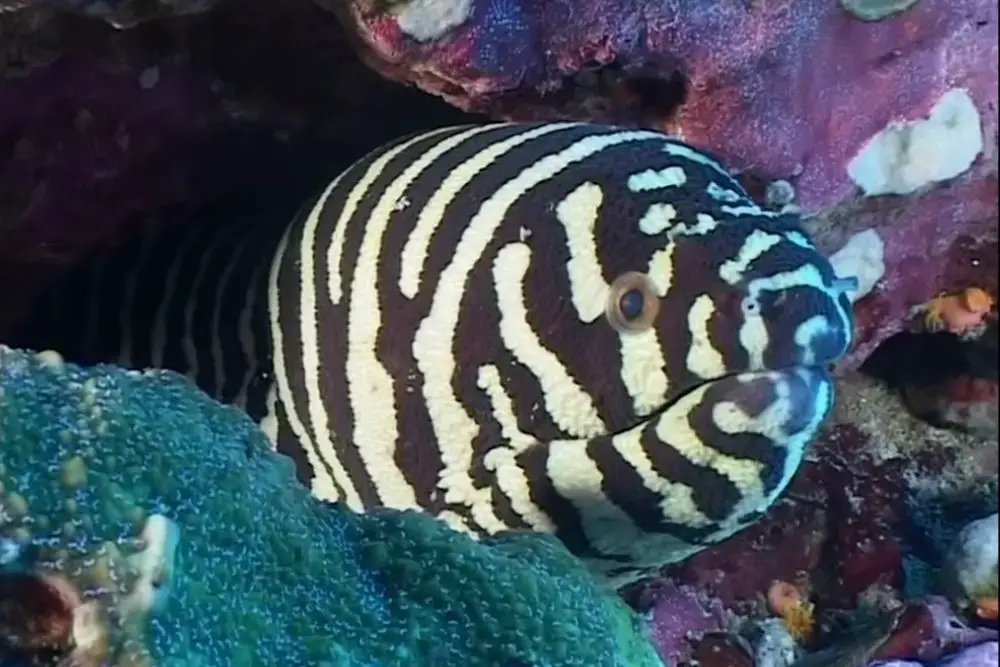 Zebra Moray