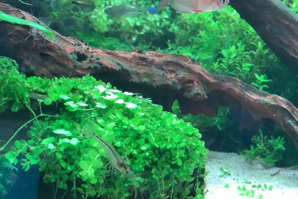 Black beard algae on a driftwood