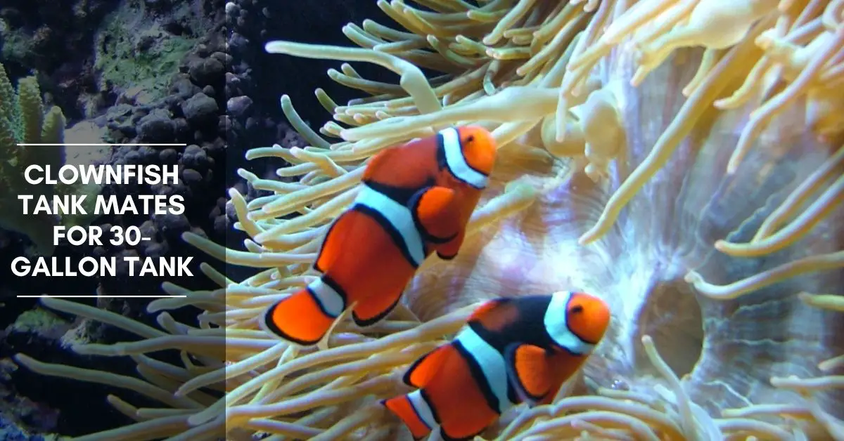 Clownfish Tank Mates for 30-Gallon Tank