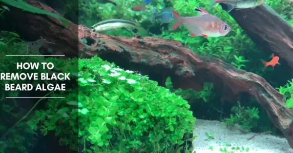 how to remove black beard algae from driftwood and rocks?