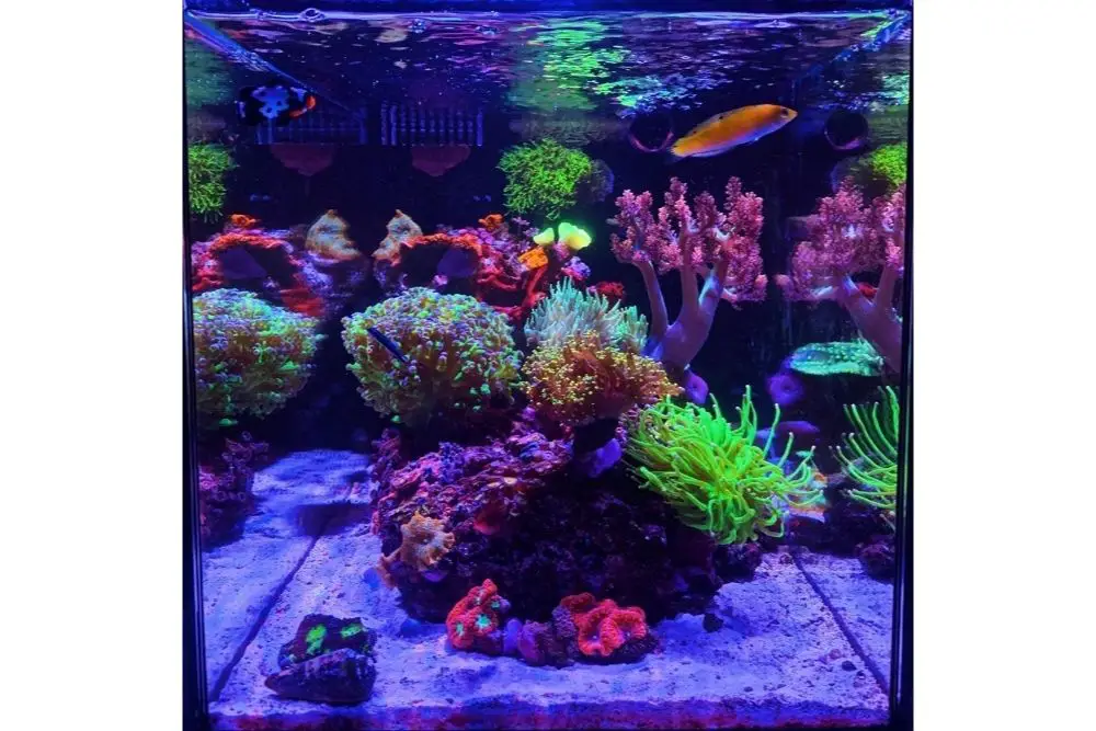 Nano Reef Tank