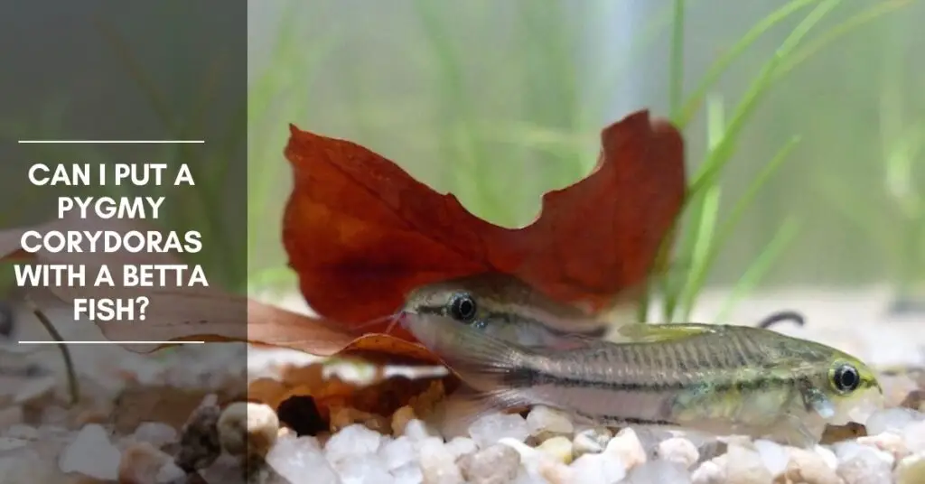 Can I Put a Pygmy Corydoras with a Betta Fish? - The Aquarium Adviser