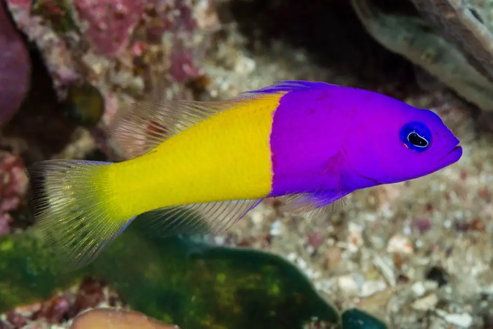 Royal Dottyback