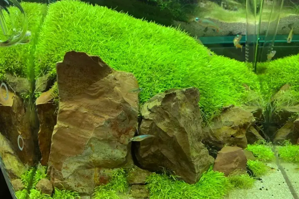 5 Most Popular Foreground Carpet Plants For Your Aquarium