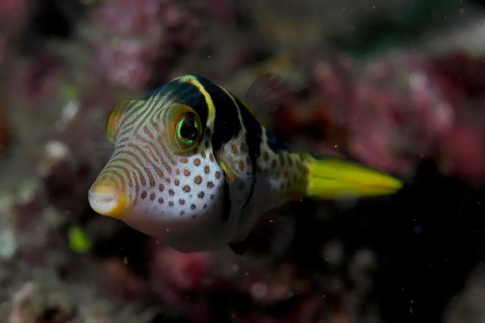 Valentin's sharpnose puffer