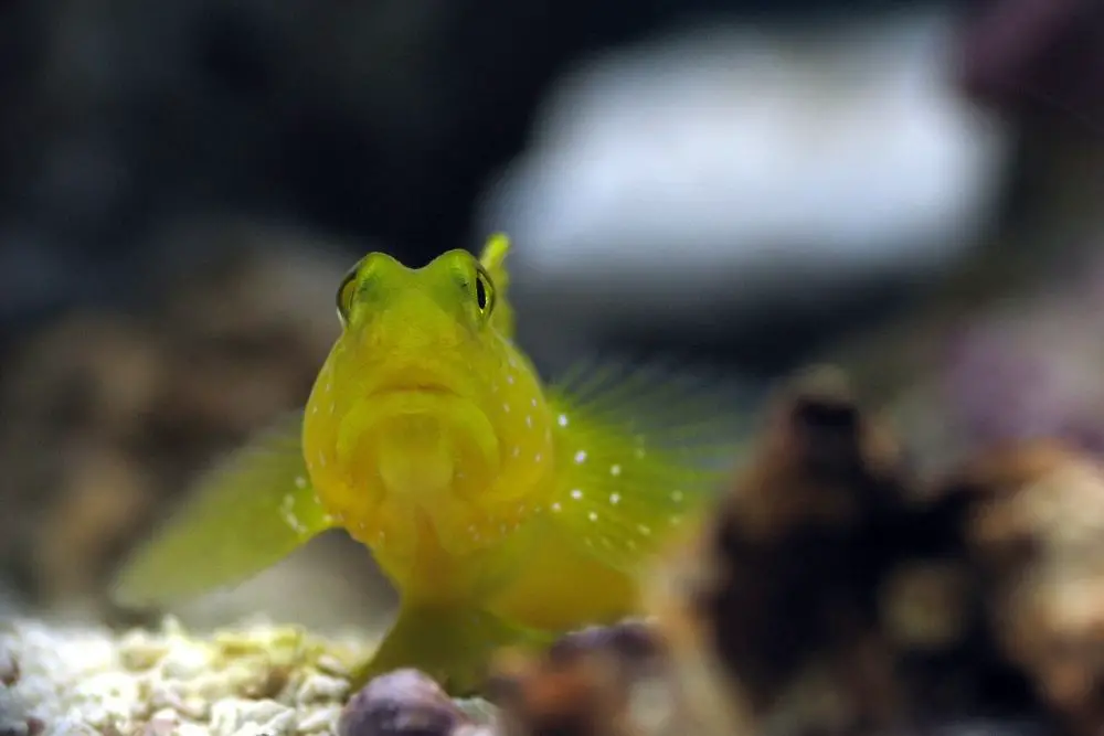 Yellow Watchman Goby