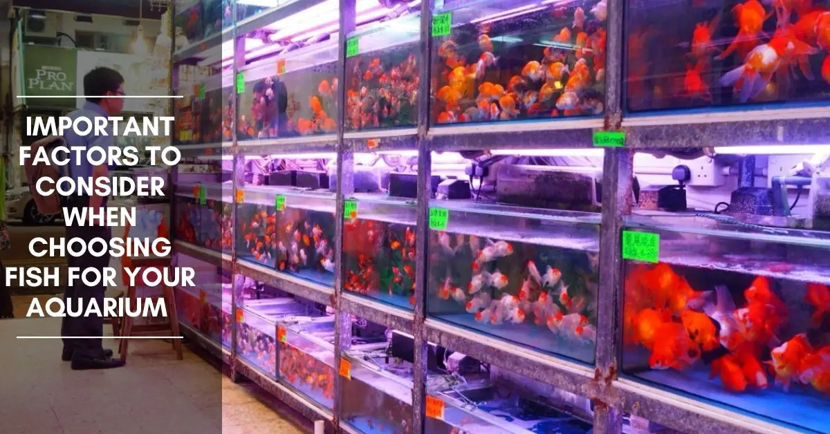 Important Factors to Consider When Choosing Fish For Your Aquarium