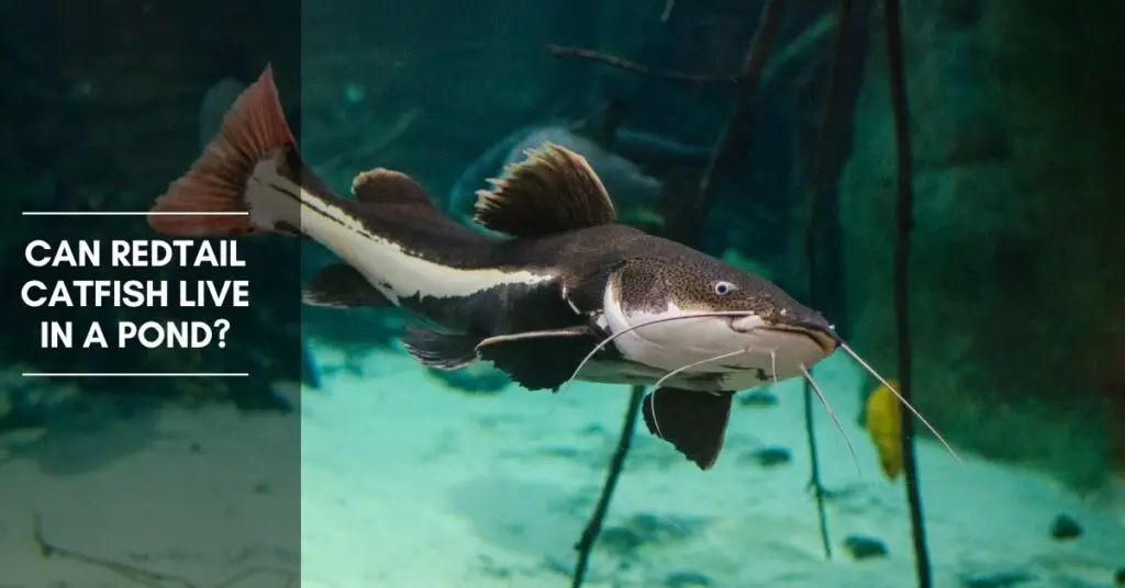 Can Redtail Catfish Live In a Pond? The Aquarium Adviser