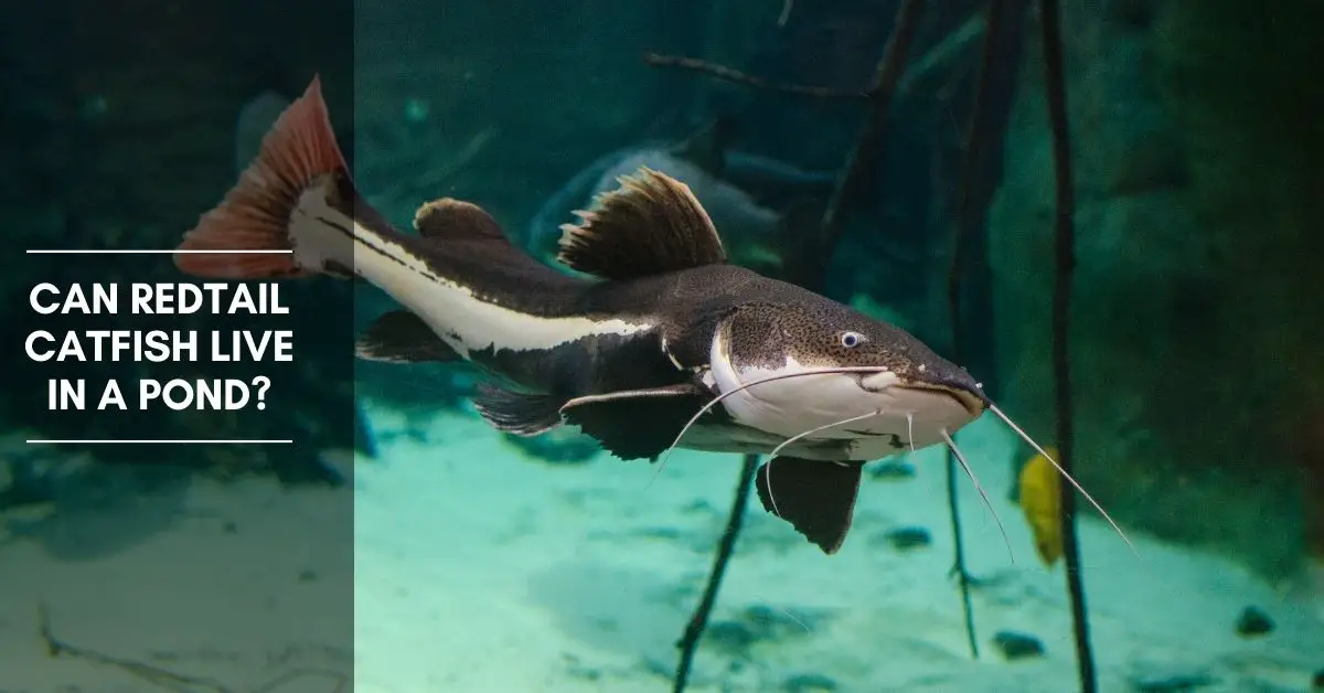 Can Redtail Catfish Live In a Pond? - The Aquarium Adviser
