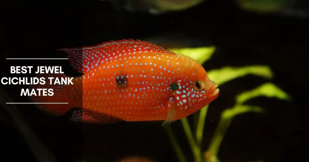 Best Jewel Cichlid Tank Mates The Aquarium Adviser