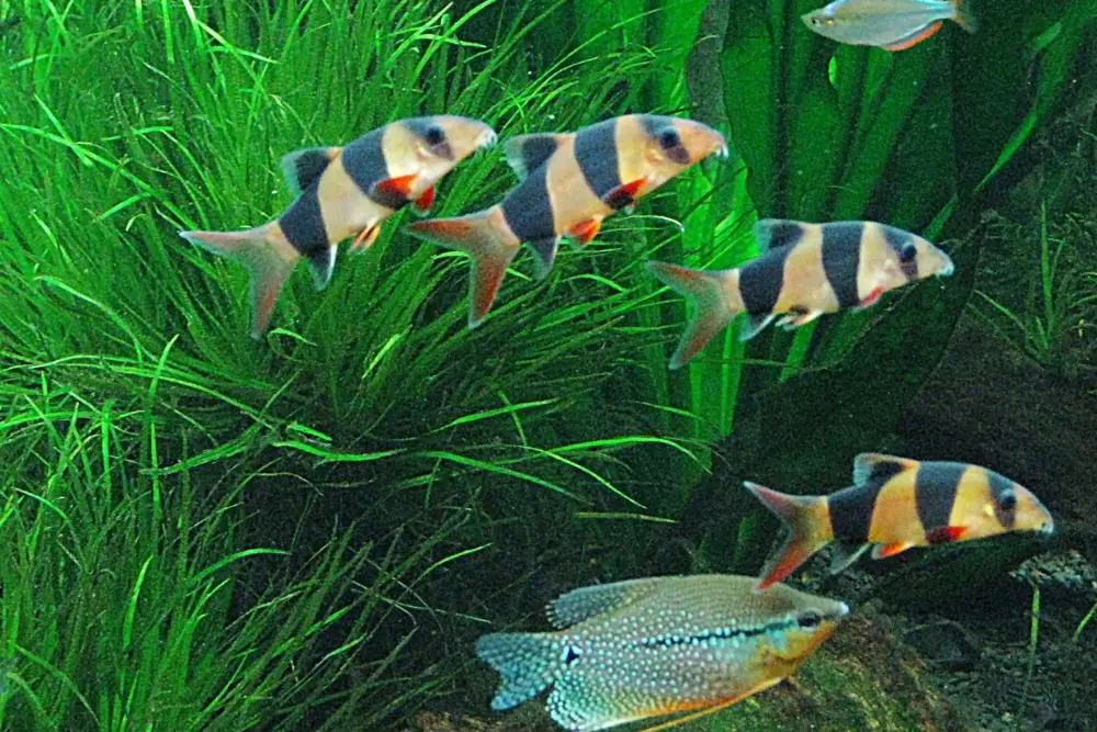 Clown Loaches and Jewel Cichlid