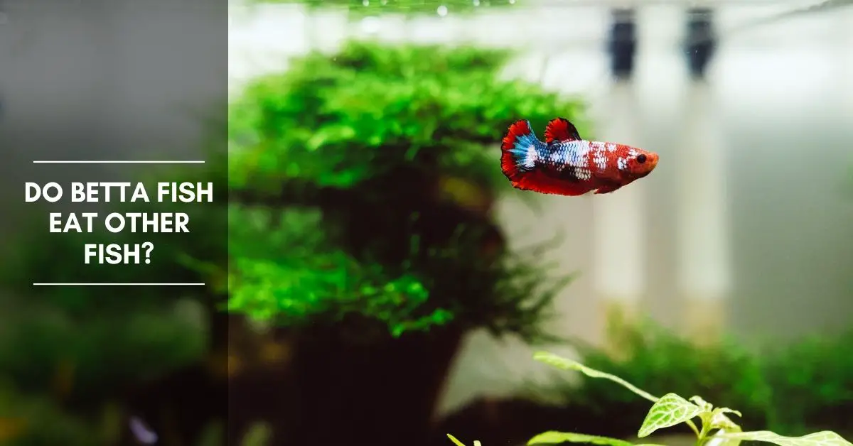 Do Betta Fish Eat Other Fish? What Animals Can Live With Betta? - The Aquarium Adviser