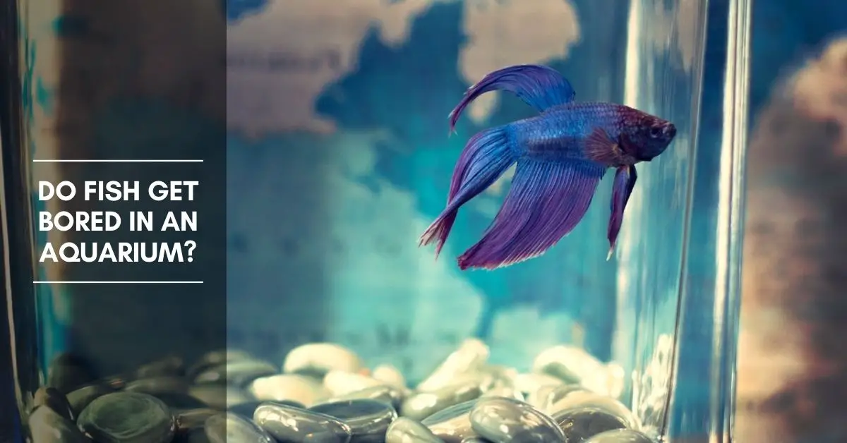Do Fish Get Bored in an Aquarium?