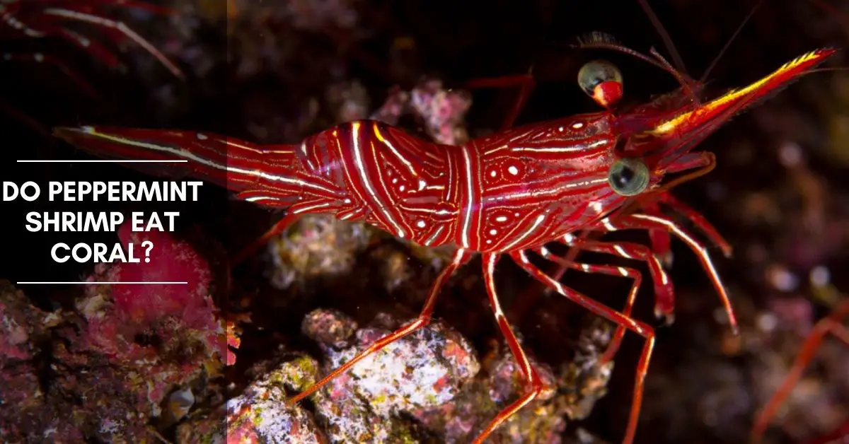 Do peppermint shrimp eat coral?
