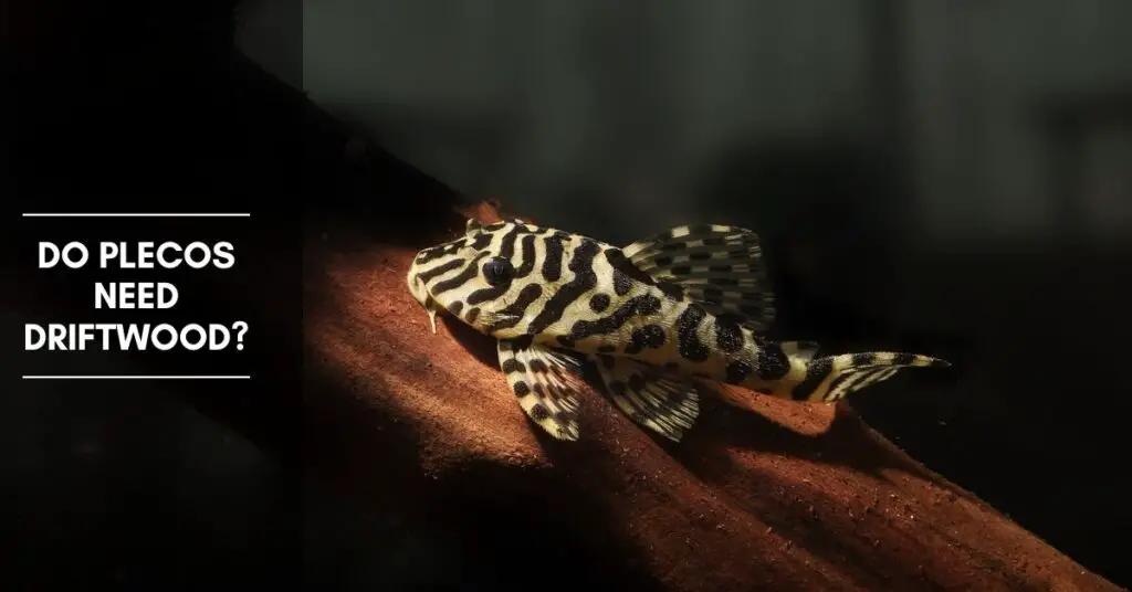 Do Plecos Need Driftwood? What Are The Benefits?
