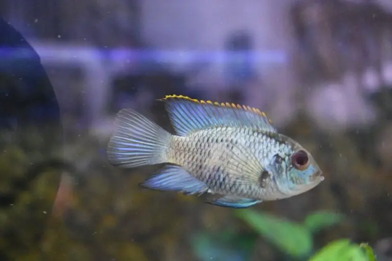 Best Jewel Cichlid Tank Mates The Aquarium Adviser