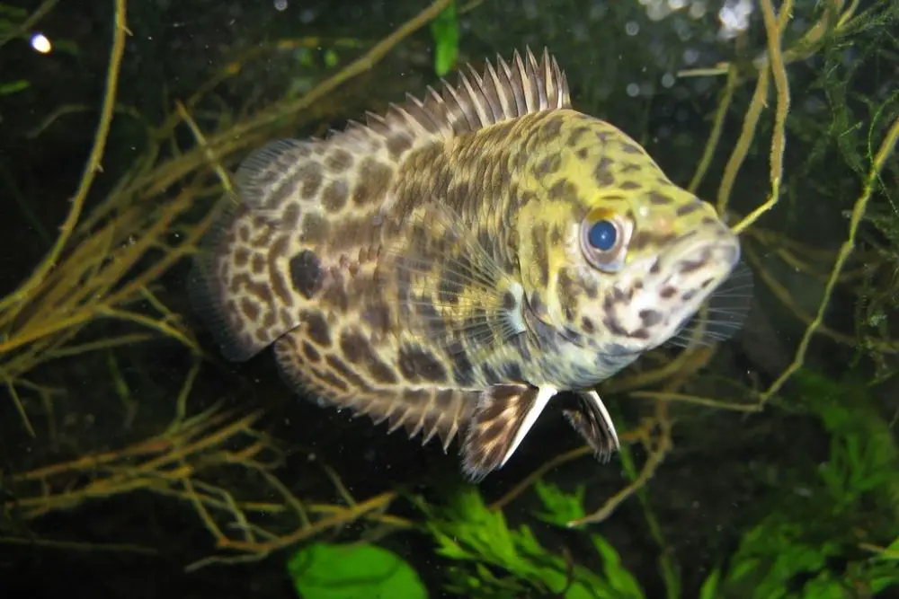 Leopard Bushfish