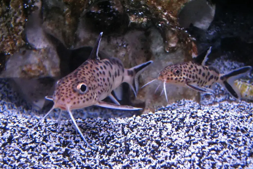 Synodontis Catfish