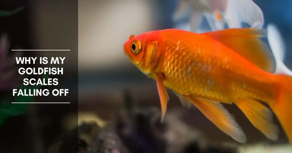 Why Is My Goldfish Scales Falling Off - How Do You Treat It?