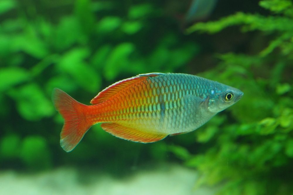 boeseman's rainbowfish