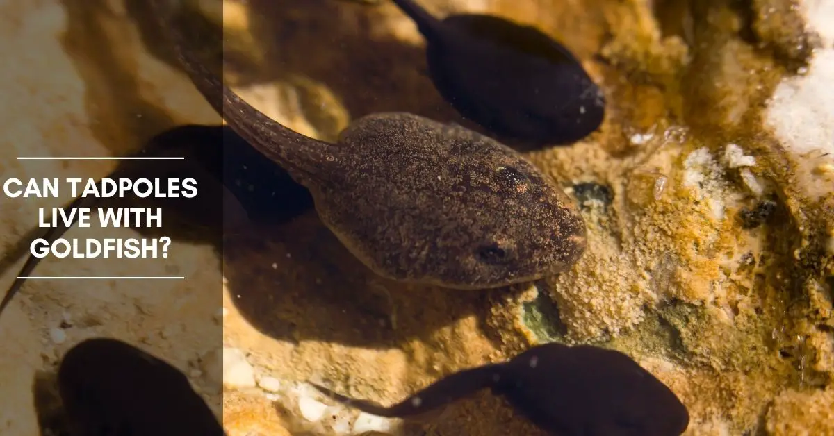 Can Tadpoles Live With Goldfish?