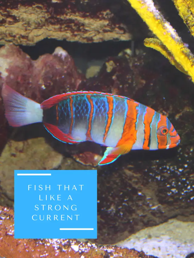 Aquarium Fish That Like a Strong Current