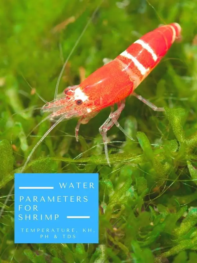 Water Parameters Needed For Shrimp
