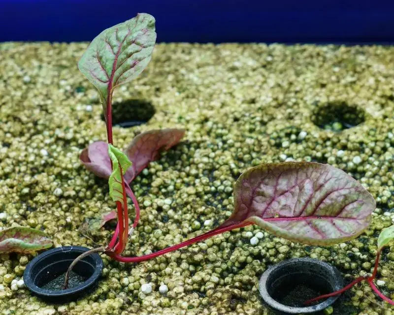 Aquaponics