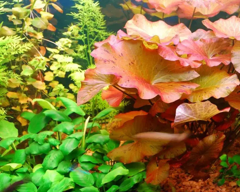 Aquarium Plants