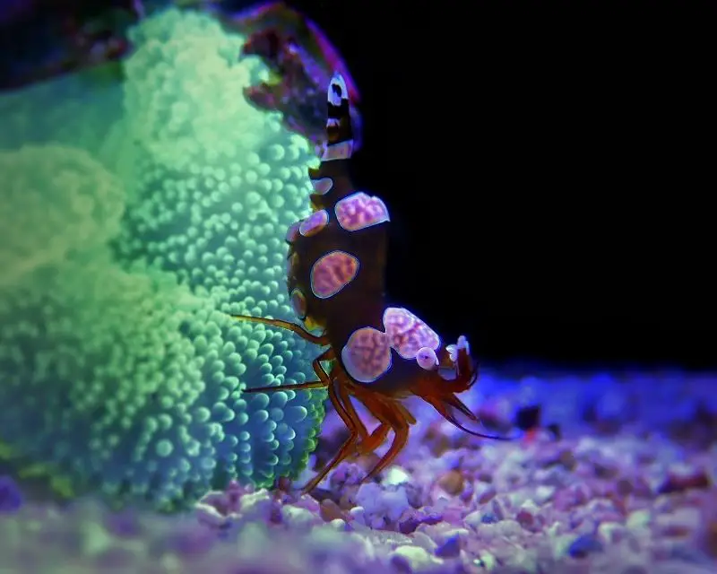 Invertebrates