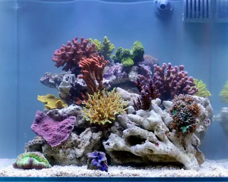 Saltwater aquarium