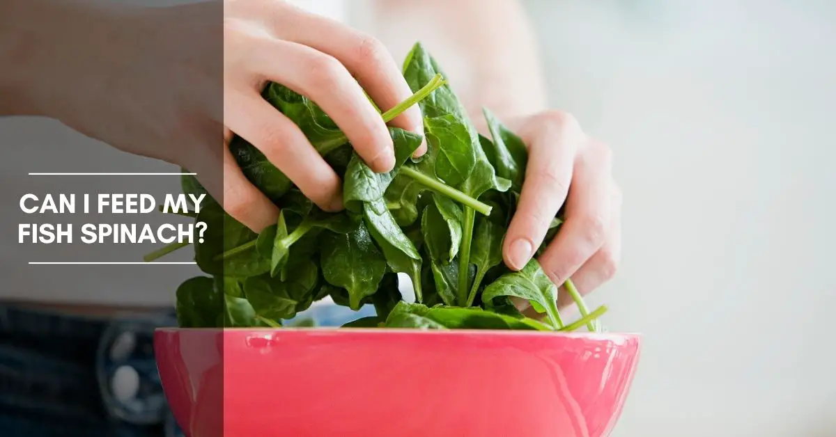 Can I Feed My Fish Spinach? How To Add Spinach To Your Fishes Diet