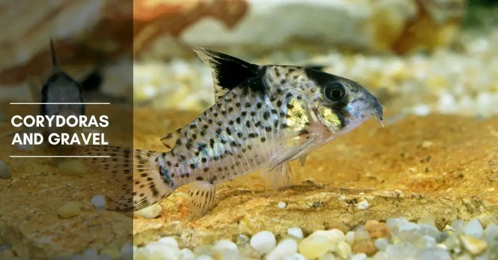 Corydoras and Gravel Best Gravel and Sand for Corydoras