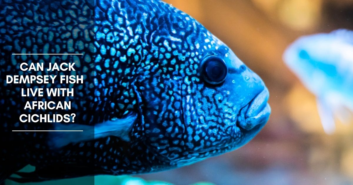 Can Jack Dempsey Fish Live with African Cichlids?